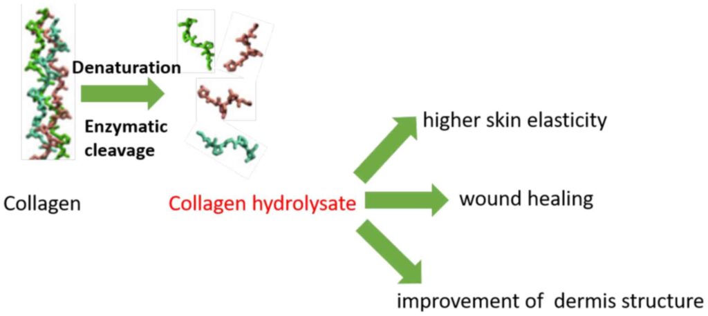 Figure 1 The Positive Impact of Hydrolyzed Collagen